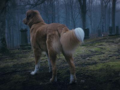 hund står på en kirkegård og ser noget mistænksomt