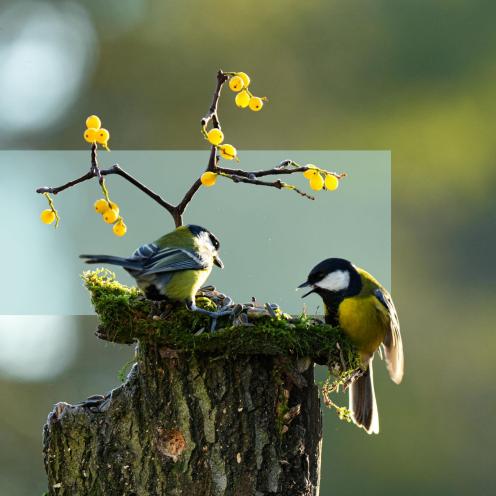 To fugle ved en træstub med frø og mos, med gule bær på en gren i baggrunden.